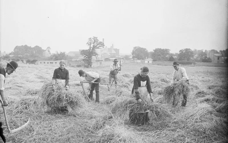 IAP - Imprenditore Agricolo Professionale: requisiti e vantaggi fiscali